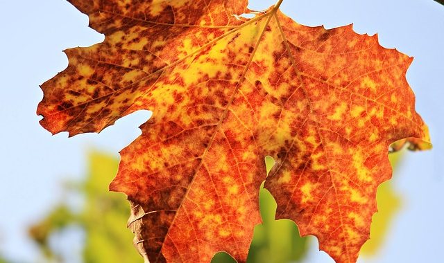 Autumn 1638473 640
