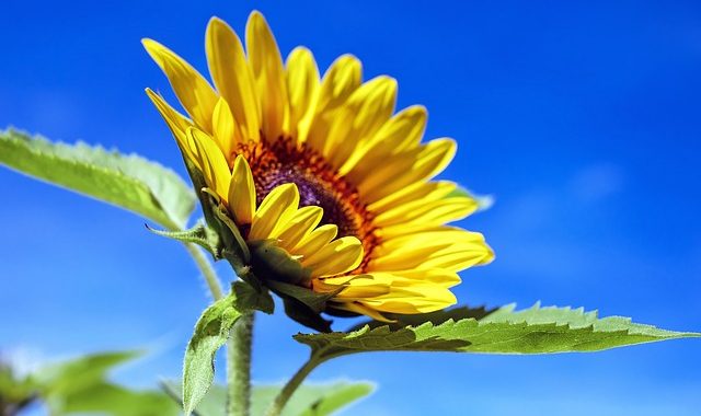 Sun Flower 1536088 640