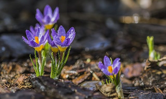 Purple Crocus 1280428 640