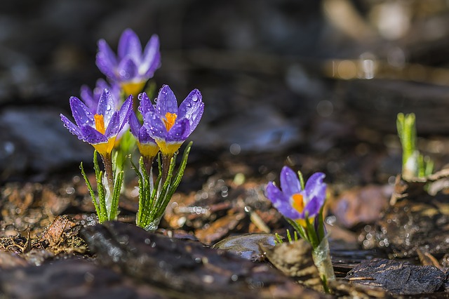 Purple Crocus 1280428 640