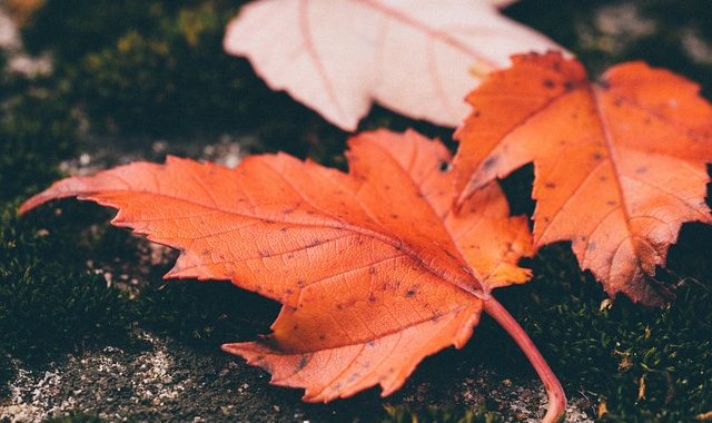 Leaves 1030816 640