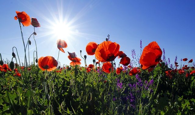 Poppies 1031588 640