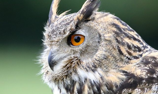Eurasian Eagle Owl 1642795 640