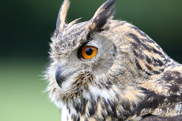Eurasian Eagle Owl 1642795 640