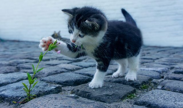 Cat 2536662 640