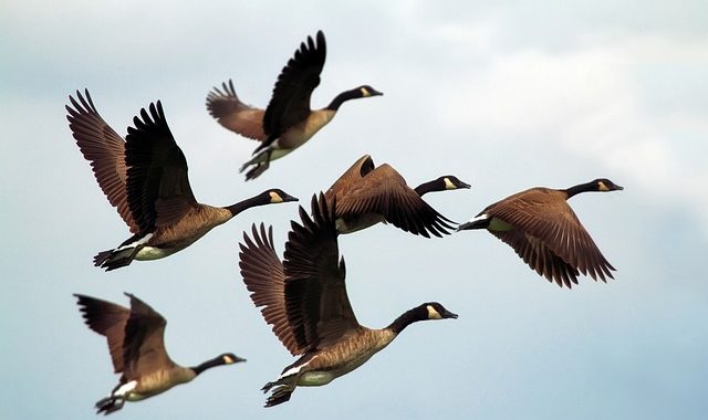Geese 1990202 640