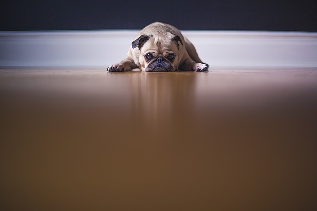 Pug 1209129 640