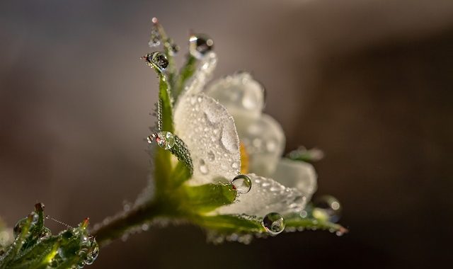 Raindrop 3402550 640