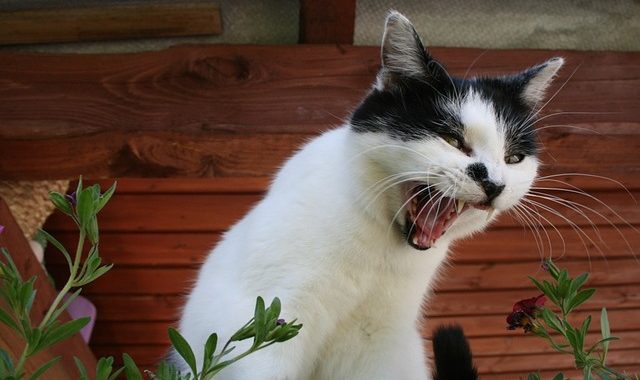 Cat 496437 640