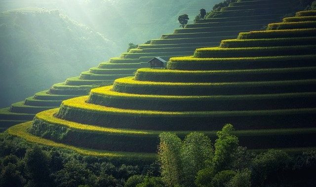 Rice Plantation 1822444 640
