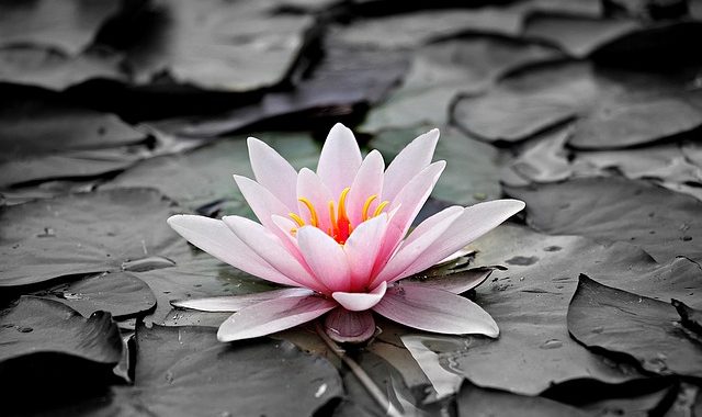Water Lily 1510707 640