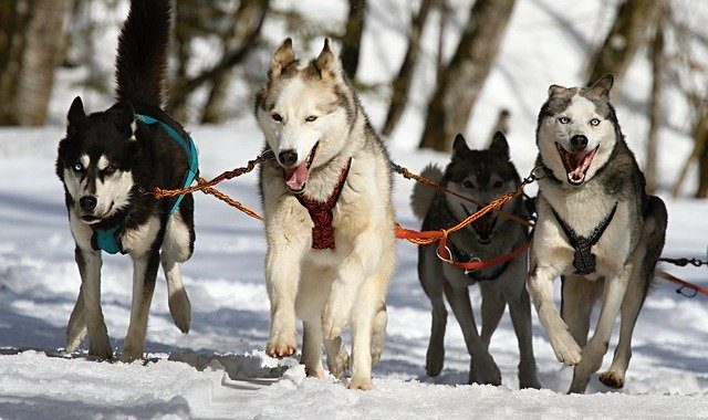 Huskies 273409 640