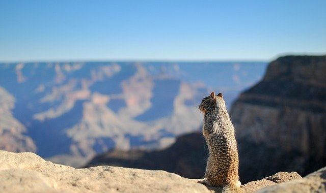 Squirrel 731889 640