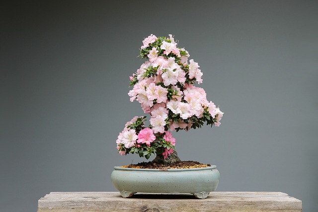 Bonsai 3125722 640