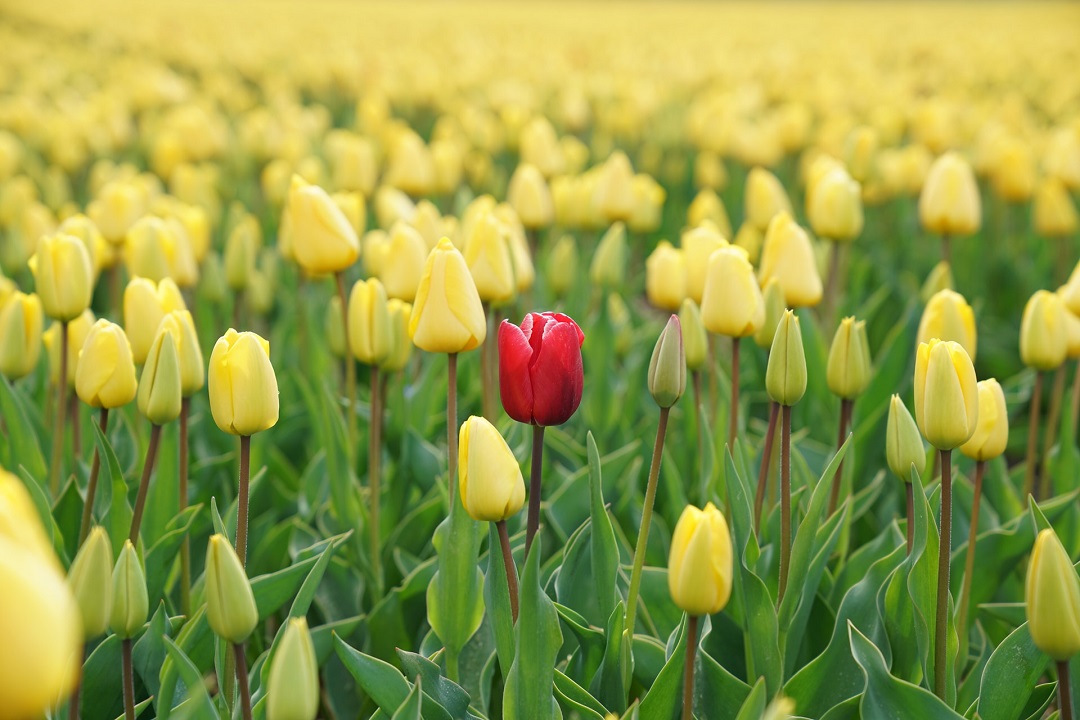 How To Stand Out From The Crowd