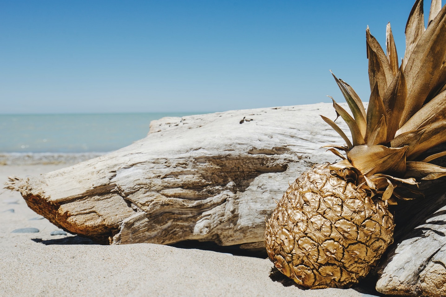 Pineapple Supply Co Irk9KPCWZoY Unsplash