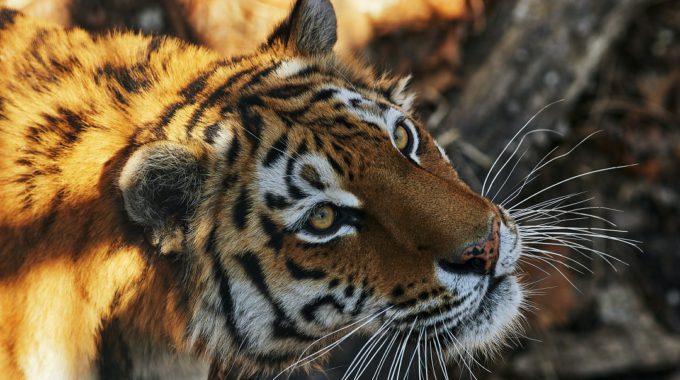 Tengyart ROuvTJC52aw Unsplash