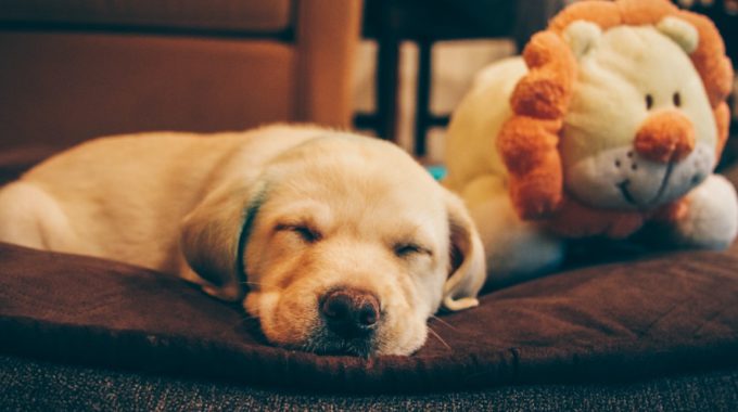 Chris Leipelt VQq3JbFsL7Y Unsplash Medium